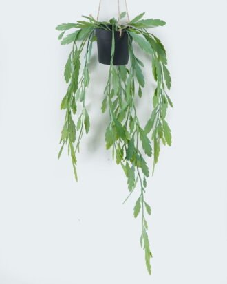 Artificial Plant 21*21*60cm Leaf in PP pot GS-73424009 2024May YeahFlower is one of Chinese leading OEM manufacturers and exporters , supplying the silk flowers, wholesale artificial trees
