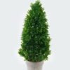 Artificial Plant 18*18*42cm Leaf in Paper pulp pot GS-73724001 2024May YeahFlower is one of Chinese leading OEM manufacturers and exporters , supplying the silk flowers, wholesale artificial trees