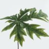 Artificial Plant Papaya leaf single stem GS-71224032_7 Artificial Plant 40*40*82cm Papaya leaf single stem GS-71224032 2024May YeahFlower is one of Chinese leading OEM manufacturers and exporters , supplying the silk flowers, wholesale artificial trees