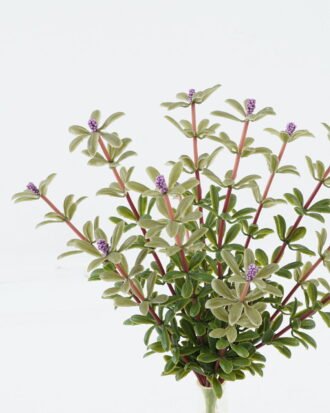 Artificial Plant 12*12*28cm Purslane bush GS-73624020-Z1 2024May YeahFlower is one of Chinese leading OEM manufacturers and exporters , supplying the silk flowers, wholesale artificial trees