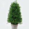 Artificial Plant 20*20*42cm Rosemary in Paper pulp pot GS-73724009 2024May YeahFlower is one of Chinese leading OEM manufacturers and exporters , supplying the silk flowers, wholesale artificial trees