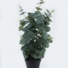 Artificial Table Plants 25*25*54cm Eucalyptus Leaf in pot GS-29824002 2024May YeahFlower is one of Chinese leading OEM manufacturers and exporters , supplying the silk flowers, wholesale artificial trees