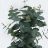 Artificial Table Plants 25*25*54cm Eucalyptus Leaf in pot GS-29824002 2024May YeahFlower is one of Chinese leading OEM manufacturers and exporters , supplying the silk flowers, wholesale artificial trees