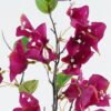Artificial Flower 22*22*97cm Bougainvillea single stem GS-49524011-Z2 2024Jul YeahFlower is one of Chinese leading OEM manufacturers and exporters , supplying the silk flowers, wholesale artificial trees