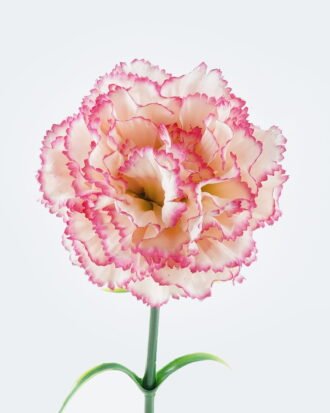 Artificial Flower 9*9*67cm Dianthus Carnation GS-05524067 2024Jun YeahFlower is one of Chinese leading OEM manufacturers and exporters , supplying the silk flowers, wholesale artificial trees