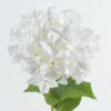 Artificial Flower Hydrangea 14 single stem GS-15424022-W1_5 Artificial Flower 30*30*90cm Hydrangea *14 single stem GS-15424022-W1 2024Jul YeahFlower is one of Chinese leading OEM manufacturers and exporters , supplying the silk flowers, wholesale artificial trees