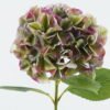 Artificial Flower Hydrangea 18 single stem GS-15424023-G1_4 Artificial Flower 26*26*70cm Hydrangea *18 single stem GS-15424023-G1 2024Jul YeahFlower is one of Chinese leading OEM manufacturers and exporters , supplying the silk flowers, wholesale artificial trees