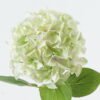Artificial Flower Hydrangea 18 single stem GS-15424023-G2_1 Artificial Flower 26*26*70cm Hydrangea *18 single stem GS-15424023-G2 2024Jul YeahFlower is one of Chinese leading OEM manufacturers and exporters , supplying the silk flowers, wholesale artificial trees