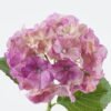 Artificial Flower 25*25*52cm Hydrangea single stem GS-68624001-P1 2024Jun YeahFlower is one of Chinese leading OEM manufacturers and exporters , supplying the silk flowers, wholesale artificial trees