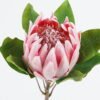 Artificial Flower Protea cynaroides single stem GS-27924023-P1 Artificial Flower 20*20*63cm Protea cynaroides single stem GS-27924023-P1 2024Jul YeahFlower is one of Chinese leading OEM manufacturers and exporters , supplying the silk flowers, wholesale artificial trees
