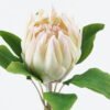 Artificial Flower 20*20*63cm Protea cynaroides single stem GS-27924023 2024Jul YeahFlower is one of Chinese leading OEM manufacturers and exporters , supplying the silk flowers, wholesale artificial trees