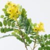 Artificial Flower 29*29*70cm Sophora flower *2 single stem GS-74824002-Y1 2024Jun YeahFlower is one of Chinese leading OEM manufacturers and exporters , supplying the silk flowers, wholesale artificial trees