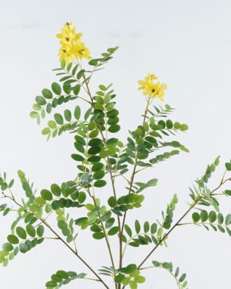Artificial Flower 45*45*125cm Sophora flower *5 single stem GS-74824001-Y1 Single Flowers YeahFlower is one of Chinese leading OEM manufacturers and exporters , supplying the silk flowers, wholesale artificial trees