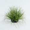 Artificial Grass 34*34*41cm Grass in Epe Seating GS-29424073 2024Jun YeahFlower is one of Chinese leading OEM manufacturers and exporters , supplying the silk flowers, wholesale artificial trees