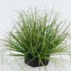 Artificial Grass 34*34*41cm Grass in Epe Seating GS-29424073 2024Jun YeahFlower is one of Chinese leading OEM manufacturers and exporters , supplying the silk flowers, wholesale artificial trees