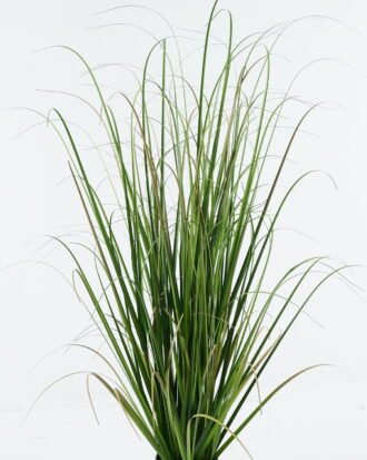 Artificial Grass 26*26*100cm Grass in pp pot GS-29424062 2024Jun YeahFlower is one of Chinese leading OEM manufacturers and exporters , supplying the silk flowers, wholesale artificial trees