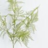 Artificial Plant 25*25*105cm Asparagus single stem GS-74724002 2024Jun YeahFlower is one of Chinese leading OEM manufacturers and exporters , supplying the silk flowers, wholesale artificial trees