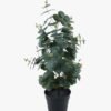 Artificial Plant 30*30*65cm Eucalyptus Leaf in pot GS-29824007 2024Jun YeahFlower is one of Chinese leading OEM manufacturers and exporters , supplying the silk flowers, wholesale artificial trees