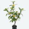 Artificial Plant 35*35*74cm Lemon Tree in pot GS-70123040 2024Jun YeahFlower is one of Chinese leading OEM manufacturers and exporters , supplying the silk flowers, wholesale artificial trees