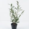 Artificial Plant 30*30*60cm Olive  in PP pot/114 lvs GS-59524017 2024Jul YeahFlower is one of Chinese leading OEM manufacturers and exporters , supplying the silk flowers, wholesale artificial trees