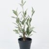 Artificial Plant Olive in PP pot 84 lvs GS-59524016_1 Artificial Plant 24*24*50cm Olive in PP pot/84 lvs GS-59524016 2024Jul YeahFlower is one of Chinese leading OEM manufacturers and exporters , supplying the silk flowers, wholesale artificial trees