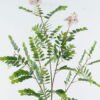Artificial Plant 45*45*125cm Sophora flower *5 single stem GS-74824001 2024Jun YeahFlower is one of Chinese leading OEM manufacturers and exporters , supplying the silk flowers, wholesale artificial trees