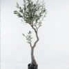 Artificial Tree 150cm Olive tree in PP pot/492 lvs GS-59524022-POST 2024Jul YeahFlower is one of Chinese leading OEM manufacturers and exporters , supplying the silk flowers, wholesale artificial trees