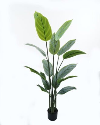 Artificial Tree 80*80*150cm Arrowroot in PP pot/15 lvs GS-30424024 Tree&Plant 3,000+ sqm showroom with thousands of artificial flowers, plants & trees ready for global sourcing.
