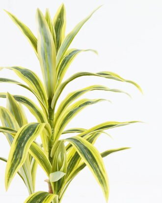 Artificial Tree 40*40*59cm Bamboo *2 in PP pot/28 lvs GS-71024015 2024Jun YeahFlower is one of Chinese leading OEM manufacturers and exporters , supplying the silk flowers, wholesale artificial trees