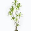 Artificial Tree 70*50*166cm Bamboo *3 in PP pot/130 lvs GS-71024010 2024Jun YeahFlower is one of Chinese leading OEM manufacturers and exporters , supplying the silk flowers, wholesale artificial trees