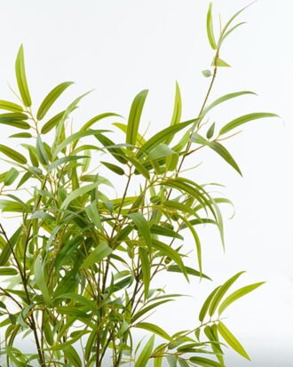 Artificial Tree 70*70*120cm Bamboo *4 in PP pot/544 lvs GS-71024004 2024Jun YeahFlower is one of Chinese leading OEM manufacturers and exporters , supplying the silk flowers, wholesale artificial trees