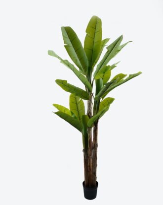 Artificial Tree 100*100*250cm Banana tree *3 in PP pot/23 lvs GS-30424033KD 2024Jul YeahFlower is one of Chinese leading OEM manufacturers and exporters , supplying the silk flowers, wholesale artificial trees Artificial Tree 100*100*250cm Banana tree *3 in PP pot/23 lvs GS-30424033KD 2024Jul YeahFlower is one of Chinese leading OEM manufacturers and exporters , supplying the silk flowers, wholesale artificial trees