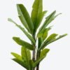 Artificial Tree 100*100*250cm Banana tree *3 in PP pot/23 lvs GS-30424033KD 2024Jul YeahFlower is one of Chinese leading OEM manufacturers and exporters , supplying the silk flowers, wholesale artificial trees
