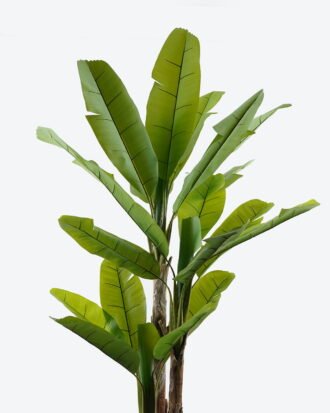 Artificial Tree 100*100*250cm Banana tree *3 in PP pot/23 lvs GS-30424033KD 2024Jul YeahFlower is one of Chinese leading OEM manufacturers and exporters , supplying the silk flowers, wholesale artificial trees Artificial Tree 100*100*250cm Banana tree *3 in PP pot/23 lvs GS-30424033KD 2024Jul YeahFlower is one of Chinese leading OEM manufacturers and exporters , supplying the silk flowers, wholesale artificial trees