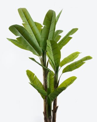 Artificial Tree 110*110*280cm Banana tree *3 in PP pot/24 lvs GS-30424032KD 2024Jul YeahFlower is one of Chinese leading OEM manufacturers and exporters , supplying the silk flowers, wholesale artificial trees Artificial Tree 110*110*280cm Banana tree *3 in PP pot/24 lvs GS-30424032KD 2024Jul YeahFlower is one of Chinese leading OEM manufacturers and exporters , supplying the silk flowers, wholesale artificial trees