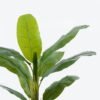 Artificial Tree 95*95*160cm Banana tree in PP pot GS-29824017 2024Jun YeahFlower is one of Chinese leading OEM manufacturers and exporters , supplying the silk flowers, wholesale artificial trees