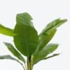 Artificial Tree 105*105*180cm Banana tree in PP pot GS-29824018 2024Jun YeahFlower is one of Chinese leading OEM manufacturers and exporters , supplying the silk flowers, wholesale artificial trees