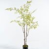 Artificial Tree 80*70*140cm Fukurokuju tree *3 in PP pot/391 lvs GS-71024018 2024Jun YeahFlower is one of Chinese leading OEM manufacturers and exporters , supplying the silk flowers, wholesale artificial trees