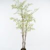 Artificial Tree 90*80*165cm  Fukurokuju tree *3 in PP pot/679 lvs GS-71024017 2024Jun YeahFlower is one of Chinese leading OEM manufacturers and exporters , supplying the silk flowers, wholesale artificial trees