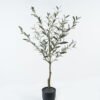 Artificial Tree Olive tree in PP pot 246 lvs GS-59524012_1 Artificial Tree 50*50*120cm Olive tree in PP pot/246 lvs GS-59524012 2024Jul YeahFlower is one of Chinese leading OEM manufacturers and exporters , supplying the silk flowers, wholesale artificial trees