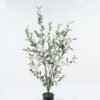 Artificial Tree Olive tree in PP pot 410 lvs GS-59524011_1 Artificial Tree 60*60*125cm Olive tree in PP pot/410 lvs GS-59524011 2024Jul YeahFlower is one of Chinese leading OEM manufacturers and exporters , supplying the silk flowers, wholesale artificial trees