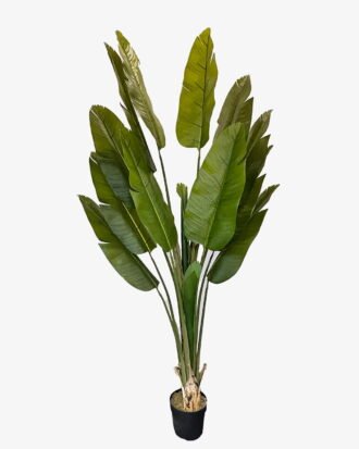 Artificial Tree 145*145*300cm Sterlitzia *2 in PP pot/14 lvs GS-30424037KD 2024Jul YeahFlower is one of Chinese leading OEM manufacturers and exporters , supplying the silk flowers, wholesale artificial trees Artificial Tree 145*145*300cm Sterlitzia *2 in PP pot/14 lvs GS-30424037KD 2024Jul YeahFlower is one of Chinese leading OEM manufacturers and exporters , supplying the silk flowers, wholesale artificial trees