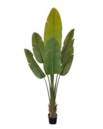 Artificial Tree 140*140*250cm Sterlitzia in PP pot/9 lvs GS-30424038KD 2024Jul YeahFlower is one of Chinese leading OEM manufacturers and exporters , supplying the silk flowers, wholesale artificial trees Artificial Tree 140*140*250cm Sterlitzia in PP pot/9 lvs GS-30424038KD 2024Jul YeahFlower is one of Chinese leading OEM manufacturers and exporters , supplying the silk flowers, wholesale artificial trees