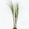Artificial Tree Sugarcane 3 in pp pot GS-61924043KD-G1_6 Artificial Tree 110*90*180cm Sugarcane *3 in pp pot GS-61924043KD-G1 2024Jun YeahFlower is one of Chinese leading OEM manufacturers and exporters , supplying the silk flowers, wholesale artificial trees