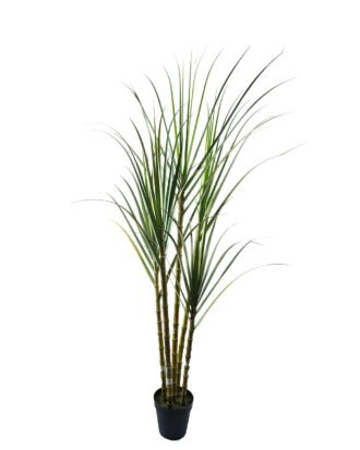 Artificial Tree 125*95*260cm Sugarcane *5 in pp pot GS-61924044KD-G1 Tree&Plant 3,000+ sqm showroom with thousands of artificial flowers, plants & trees ready for global sourcing.