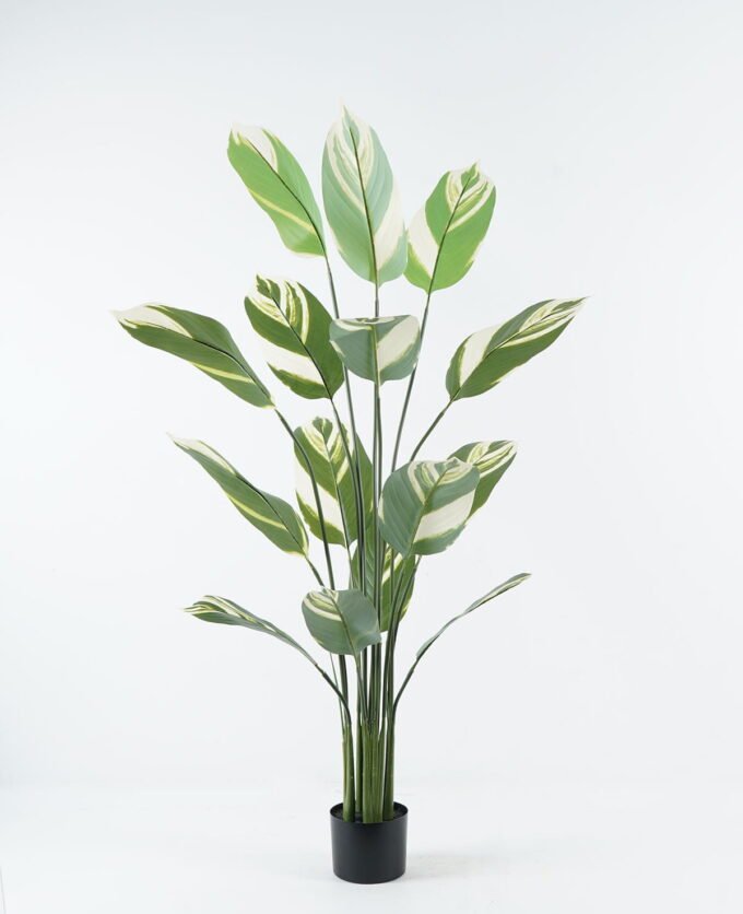 Artificial Tree 84*84*150cm White jade beauty in PP pot/15 lvs GS-30424018 2024Jun YeahFlower is one of Chinese leading OEM manufacturers and exporters , supplying the silk flowers, wholesale artificial trees