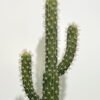 Artificial succulent 27*27*80cm Cactus*3 in pp pot GS-69224001 2024Jun YeahFlower is one of Chinese leading OEM manufacturers and exporters , supplying the silk flowers, wholesale artificial trees
