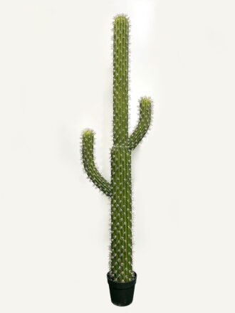Artificial succulent 27*27*80cm Cactus*3 in pp pot GS-69224001 Succulent 3,000+ sqm showroom with thousands of artificial flowers, plants & trees ready for global sourcing.