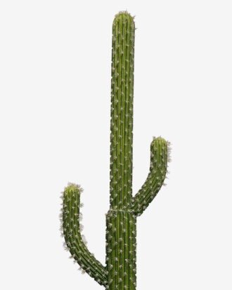 Artificial succulent 36*36*140cm Cactus*3 in pp pot GS-69224003 2024Jun YeahFlower is one of Chinese leading OEM manufacturers and exporters , supplying the silk flowers, wholesale artificial trees
