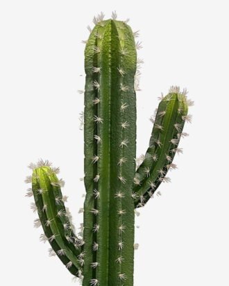 Artificial succulent 40*40*120cm Cactus*3 in pp pot GS-69224005 2024Jun YeahFlower is one of Chinese leading OEM manufacturers and exporters , supplying the silk flowers, wholesale artificial trees